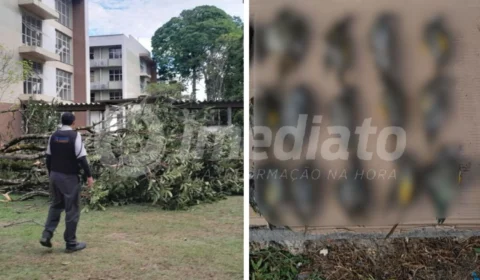 Ufam suspende aulas presenciais após chuva derrubar árvores e matar pássaros