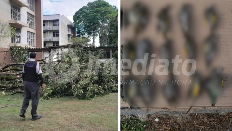 Ufam suspende aulas presenciais após chuva derrubar árvores e matar pássaros