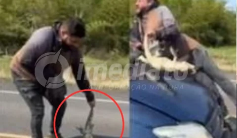 VEJA VÍDEO: homem é atropelado enquanto tentava resgatar lagarto em estrada