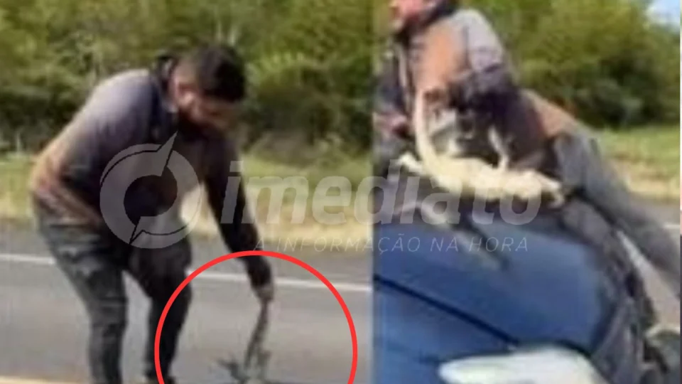 VEJA VÍDEO: homem é atropelado enquanto tentava resgatar lagarto em estrada