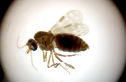 Estudo aponta novo vírus Oropouche em circulação na Amazônia Brasileira