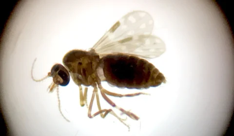 Estudo aponta novo vírus Oropouche em circulação na Amazônia Brasileira