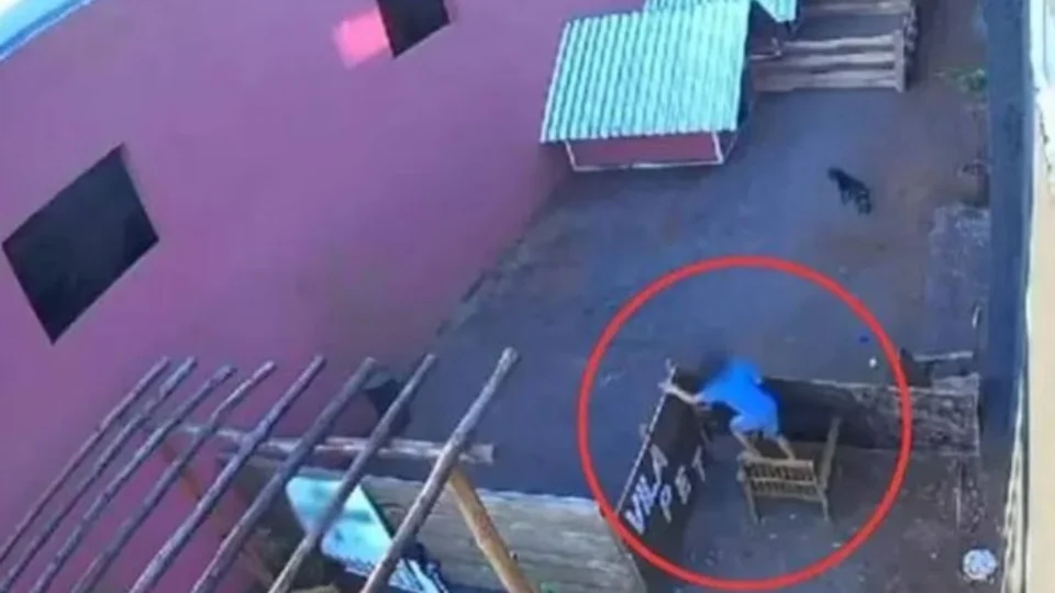 Massacre de bichos por menino de 9 anos não será punido, diz polícia