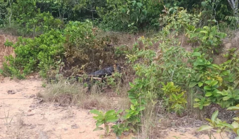 Corpo carbonizado é encontrado dentro de cama box na zona oeste de Manaus