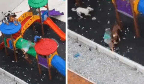 VÍDEO: veja momento em que crianças são atacadas por Pit-bulls em parque