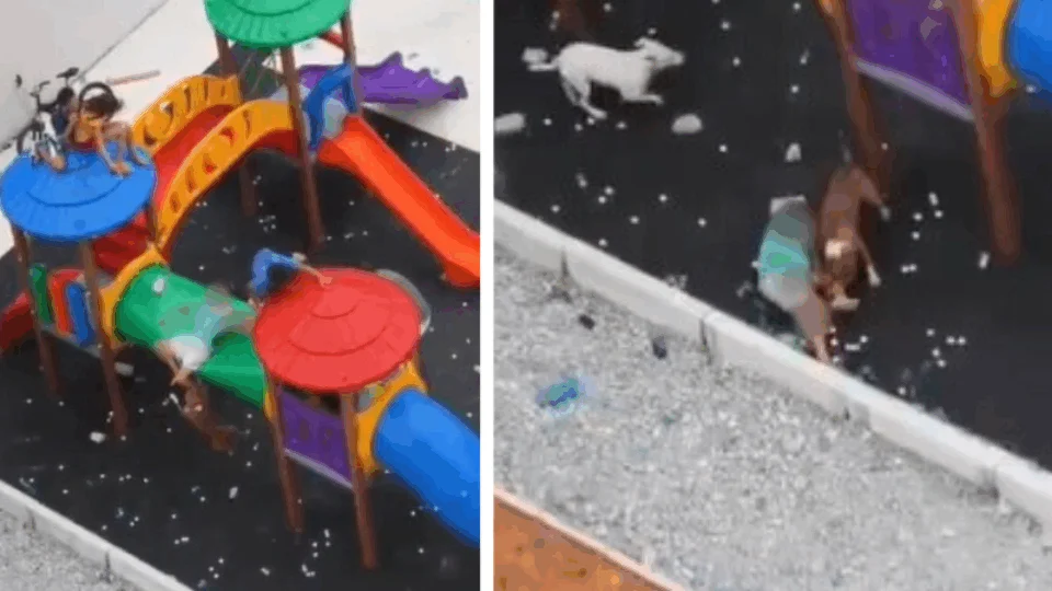 VÍDEO: veja momento em que crianças são atacadas por Pit-bulls em parque