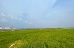 Seca transforma margem do Rio Negro em ‘parque’ com grama verde e atrai visitantes em Manaus