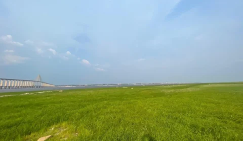 Seca transforma margem do Rio Negro em ‘parque’ com grama verde e atrai visitantes em Manaus