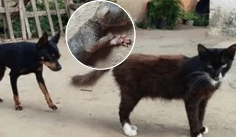 VEJA VÍDEO: mulher afirma que gata deu à luz a filhotes de pinscher