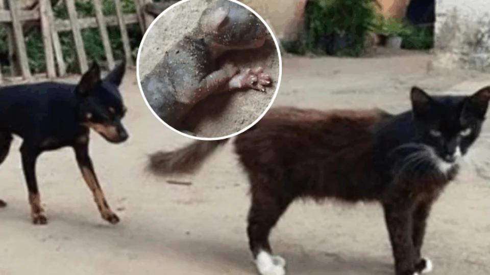 VEJA VÍDEO: mulher afirma que gata deu à luz a filhotes de pinscher