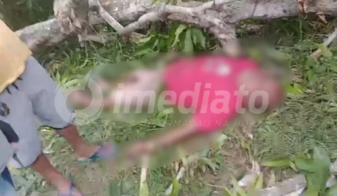 VEJA VÍDEO: homem tenta colher manga durante ventania e árvore cai em cima dele no Amazonas