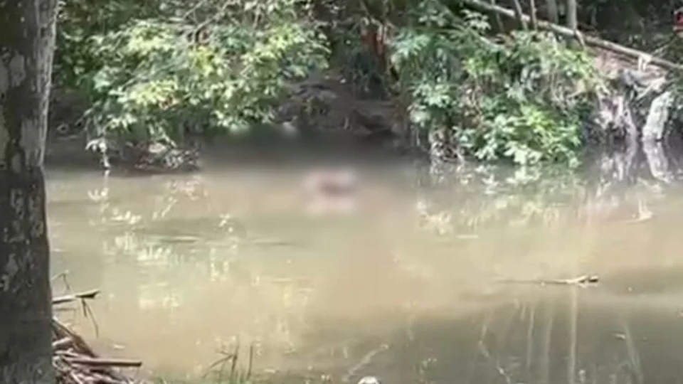 Corpo é encontrado em igarapé no Parque do Mindú em Manaus