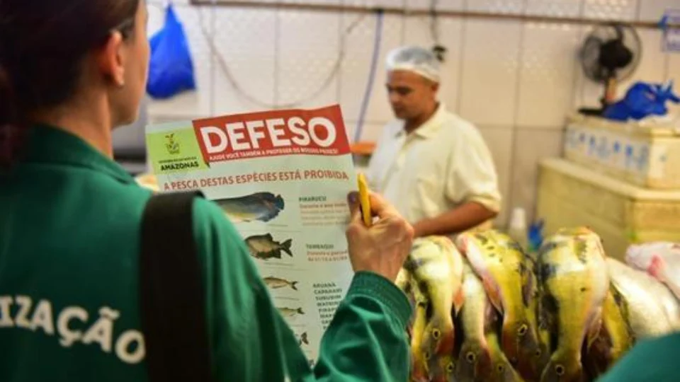 Ipaam anuncia início do Período de Defeso das Espécies Subaquáticas no Amazonas – 2024