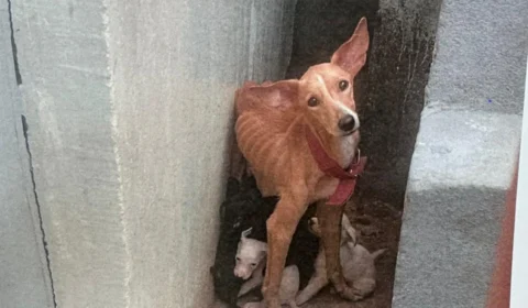 Vídeo: Homem é preso em Manaus por maus-tratos a nove cachorros