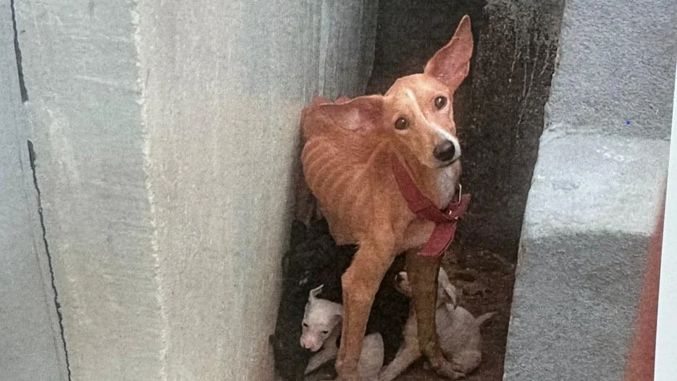 Vídeo: Homem é preso em Manaus por maus-tratos a nove cachorros