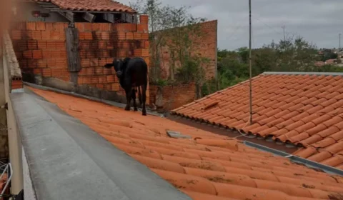 Vídeo: vaca vai parar em cima de telhado no interior de São Paulo