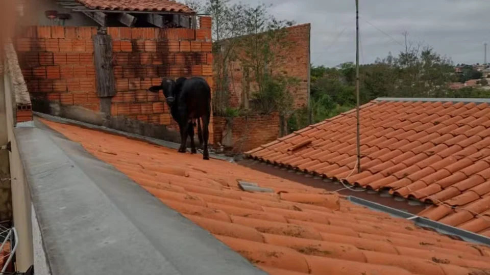 Vídeo: vaca vai parar em cima de telhado no interior de São Paulo