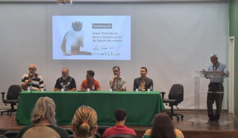 Estudo aponta caminhos para tirar o sauim-de-coleira da rota da extinção