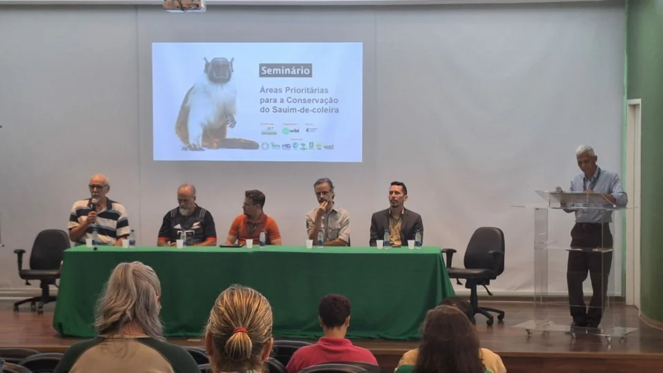 Estudo aponta caminhos para tirar o sauim-de-coleira da rota da extinção