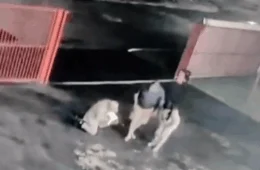 VEJA VÍDEO: bebê é salvo por bombeiro após engasgar durante amamentação