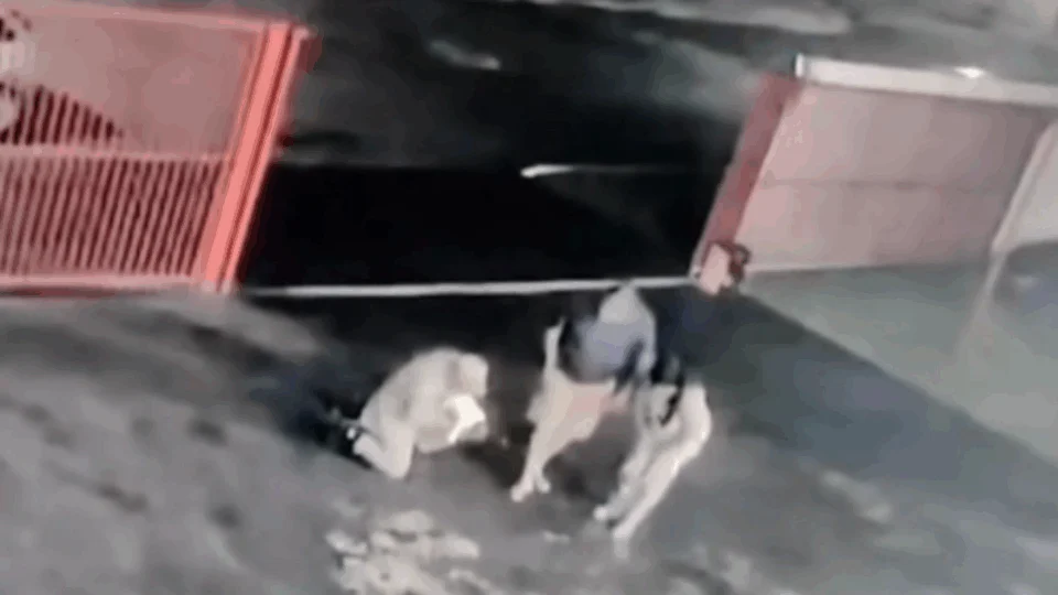 VEJA VÍDEO: bebê é salvo por bombeiro após engasgar durante amamentação