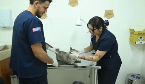 Castração para animais machos acontece até dia 30 na Casa Fametro