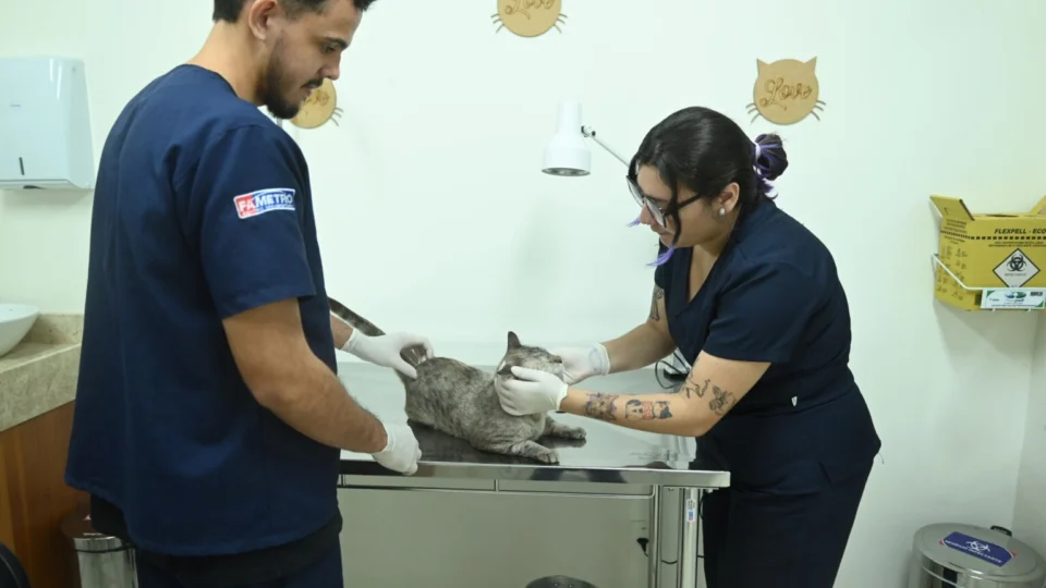 Castração para animais machos acontece até dia 30 na Casa Fametro