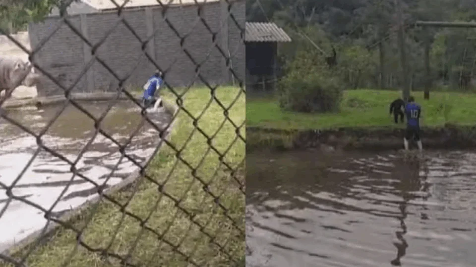 VEJA VÍDEO: homem invade ilha dos macacos e lago dos hipopótamos em zoológico