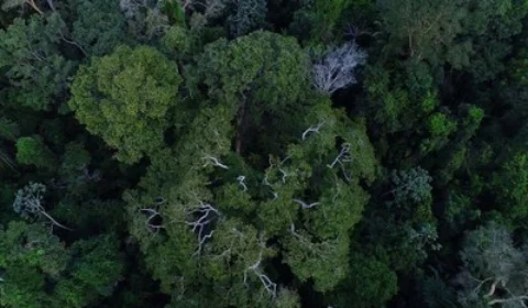 MPF requer que Justiça Federal suspenda o projeto de crédito de carbono/REDD+ do estado do Amazonas