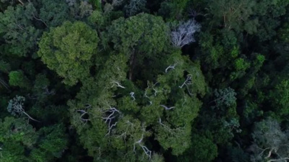 MPF requer que Justiça Federal suspenda o projeto de crédito de carbono/REDD+ do estado do Amazonas