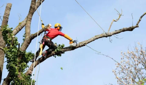 Poda de árvores previne riscos com a chegada dos temporais no Amazonas
