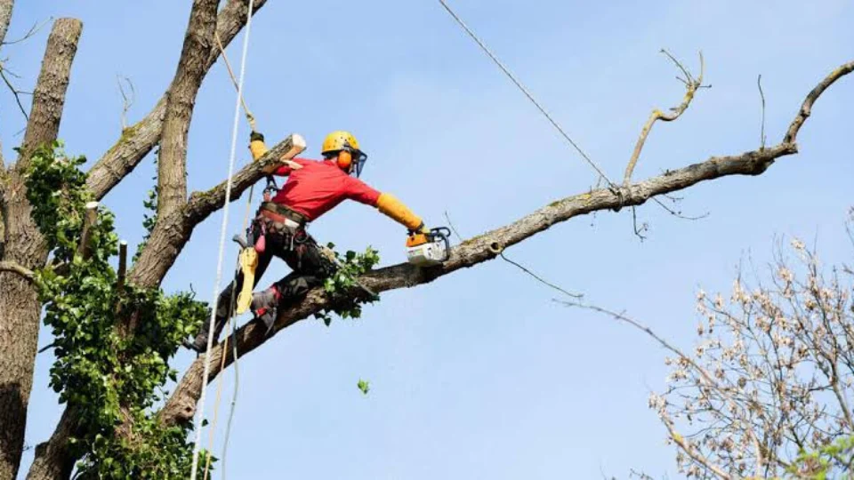Poda de árvores previne riscos com a chegada dos temporais no Amazonas