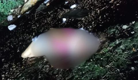 Fotos: Corpo de mulher com mãos e pés amarrados é encontrado no Distrito Industrial