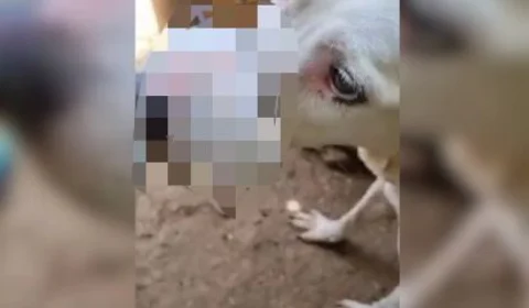 VEJA VÍDEO: cadela é encontrada com focinho amarrado com lacre de segurança