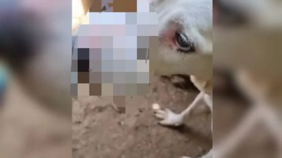 VEJA VÍDEO: cadela é encontrada com focinho amarrado com lacre de segurança