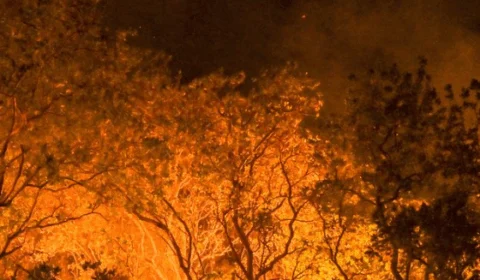 Amazônia tem diversidade empobrecida por incêndios florestais