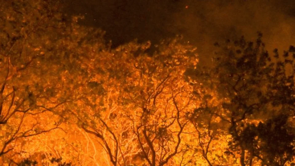 Amazônia tem diversidade empobrecida por incêndios florestais