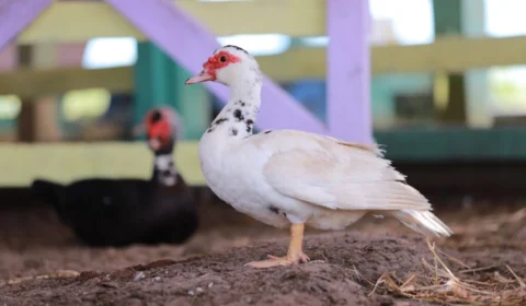 Adaf prorroga prazo para atualização cadastral de animais até 20 de dezembro