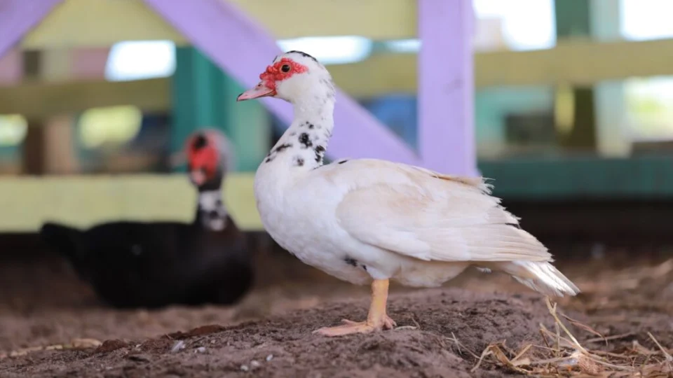 Adaf prorroga prazo para atualização cadastral de animais até 20 de dezembro