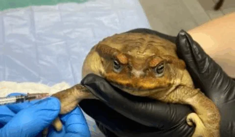 VEJA VÍDEO: sapo é encontrado com a boca colada e objetos no estômago