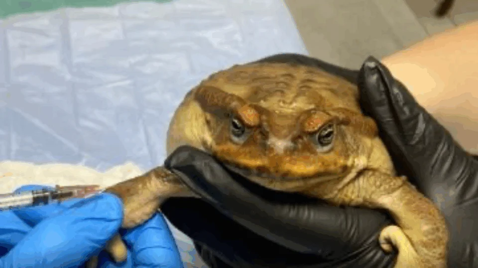 VEJA VÍDEO: sapo é encontrado com a boca colada e objetos no estômago