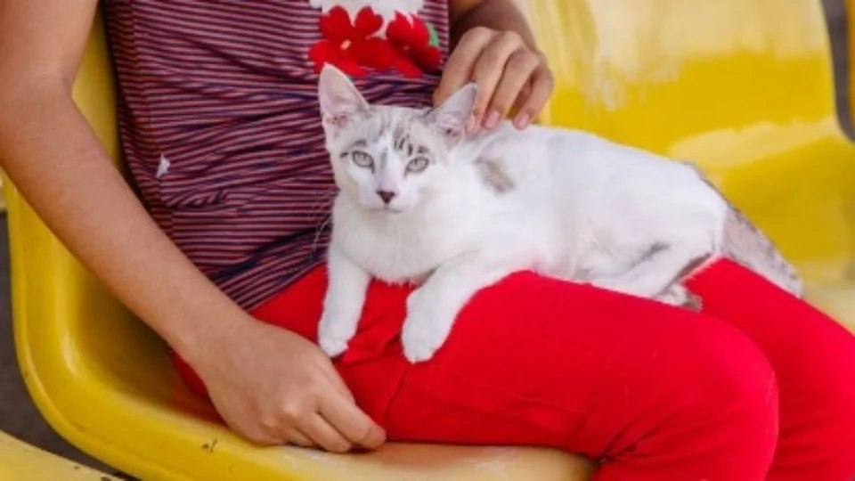 Campanha antirrábica em Manaus será prorrogada até janeiro de 2025