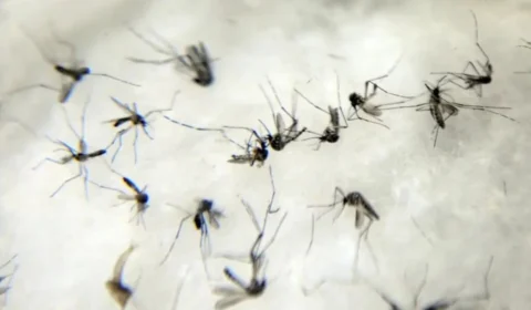 Dengue: Brasil registrou pelo menos 16 mortes por dia em 2024