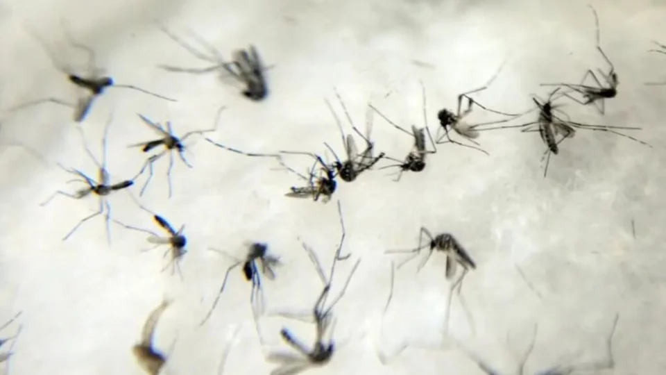 Dengue: Brasil registrou pelo menos 16 mortes por dia em 2024