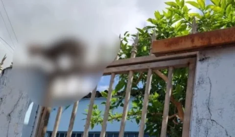 Filhote de gato é resgatado com lança de grade alojada no abdômen