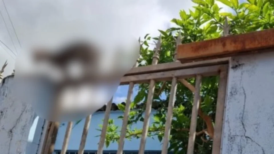 Filhote de gato é resgatado com lança de grade alojada no abdômen