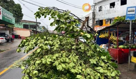 Árvore cai durante chuva e interdita principal rua no bairro Compensa em Manaus