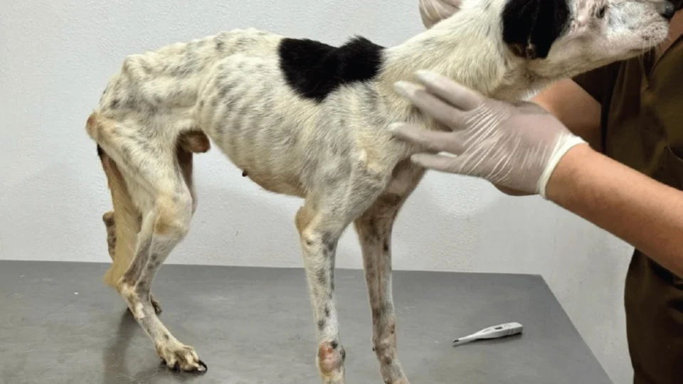 PC-AM amplia combate a maus-tratos a animais e envia mais de 120 inquéritos à Justiça em 2024