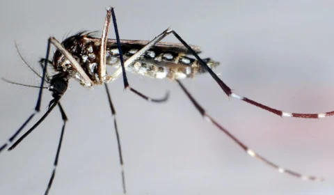 Aumento do sorotipo 3 da dengue alerta autoridades de saúde no Brasil