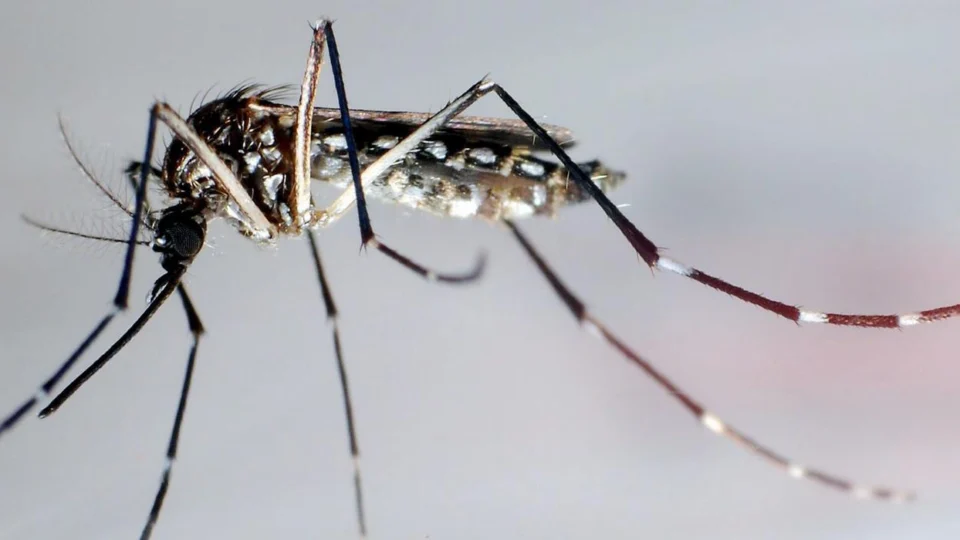 Aumento do sorotipo 3 da dengue alerta autoridades de saúde no Brasil